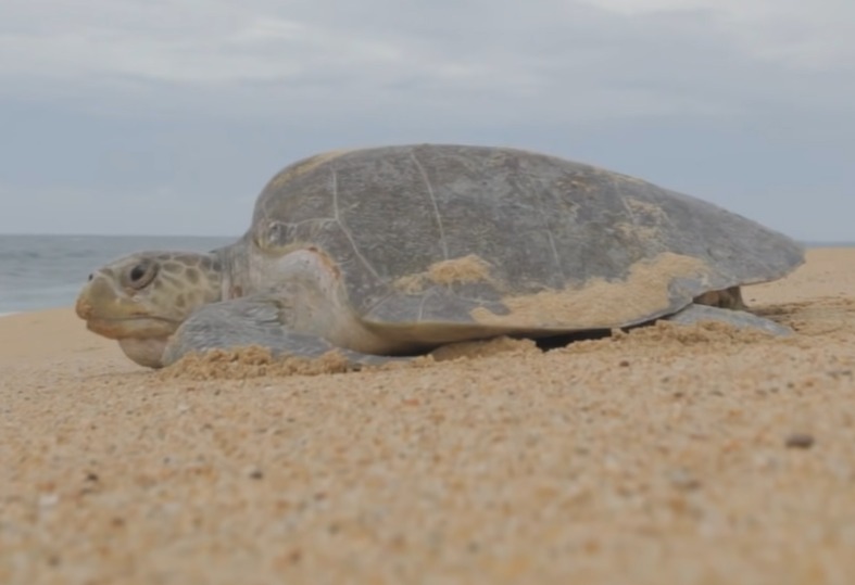 Cada vez más frecuentes los desoves de tortugas en playa Principal