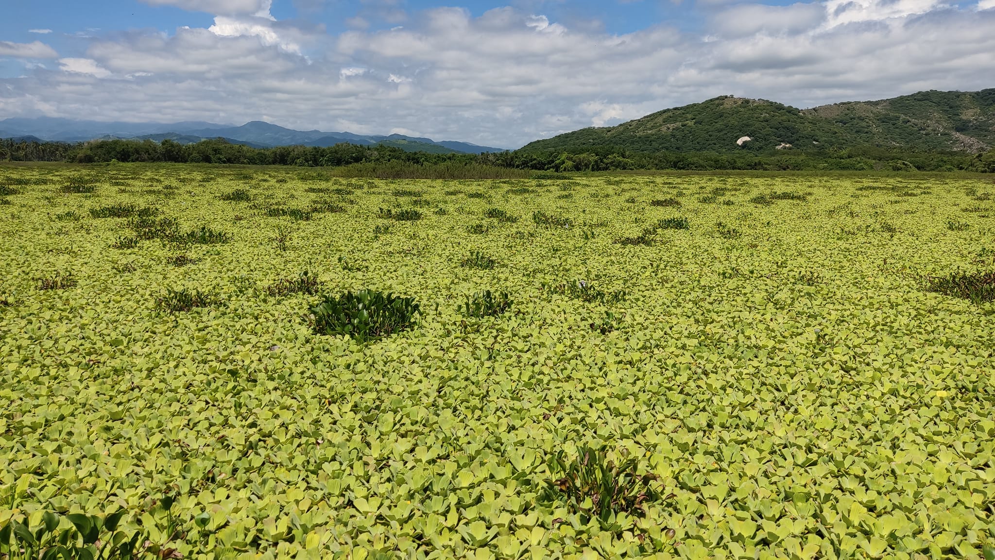 Técpan: Lirio acuático merma la pesca en la laguna, advierten