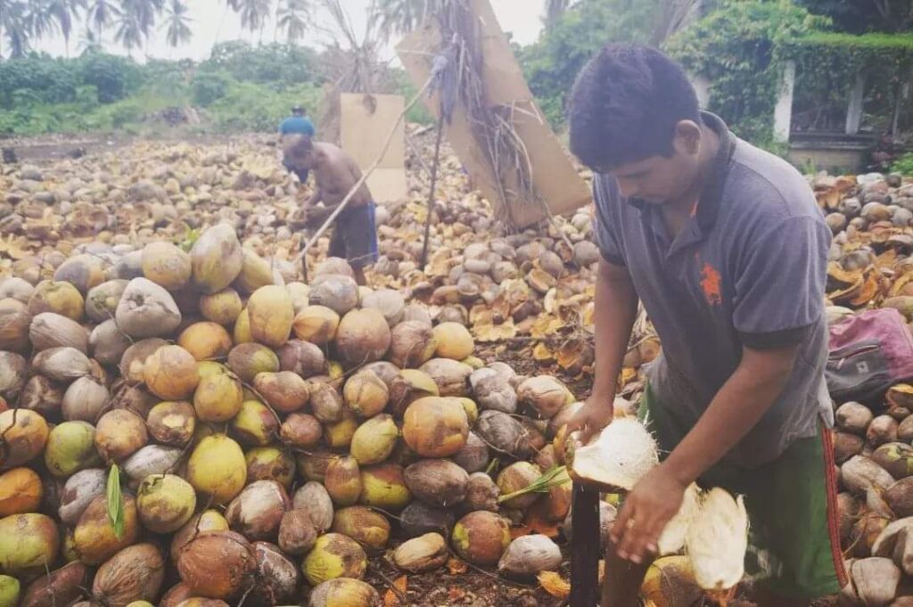 Productores de coco padecen de crisis en el sector