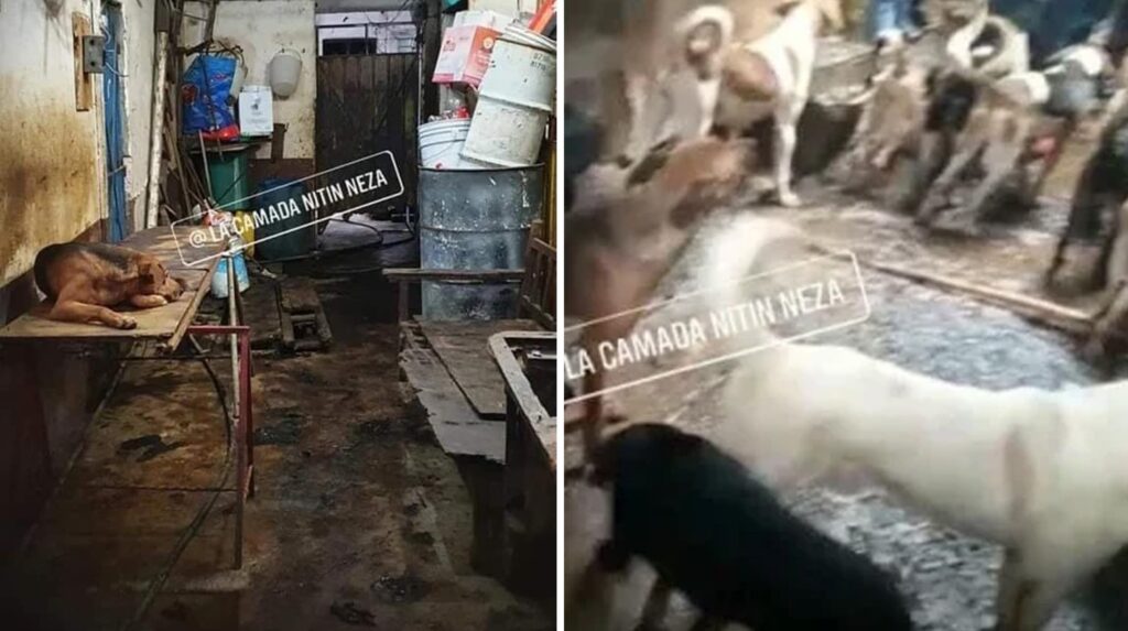 EDOMEX: Sujeto engordó a más de 100 perritos para vender su carne a taquerías