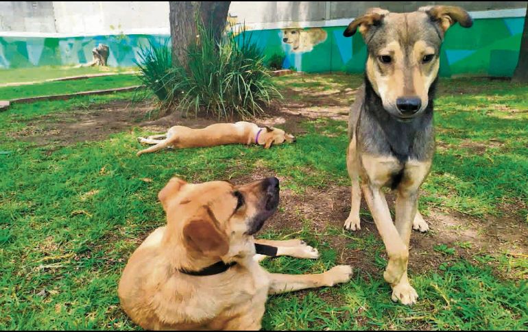 Detienen a hombre por mutilar a dos perros y ponerles pegamento en la cabeza