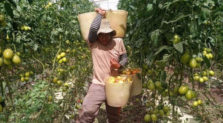 Ofrecen 100 vacantes laborales en Jalisco