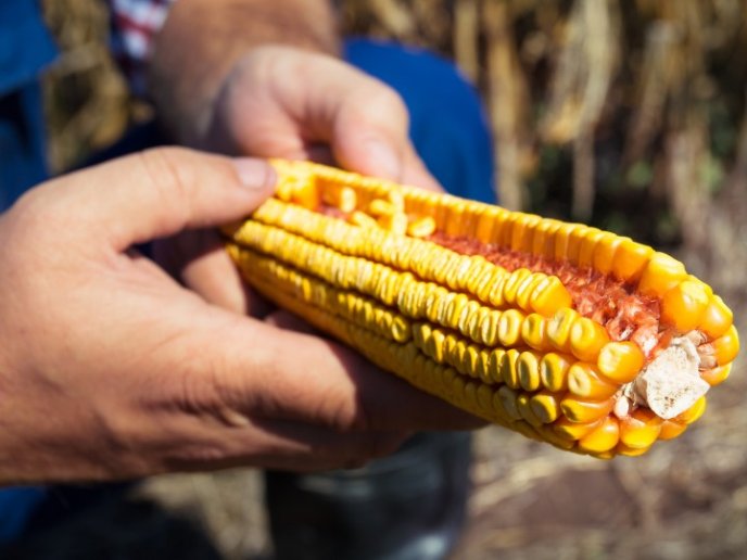 A pesar de que faltó fertilizante, campesinos lograron sembrar