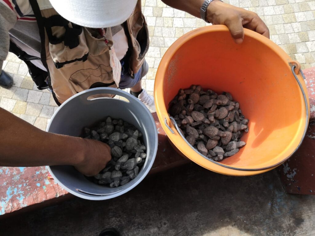 Aumentan desoves de tortugas en playa Principal