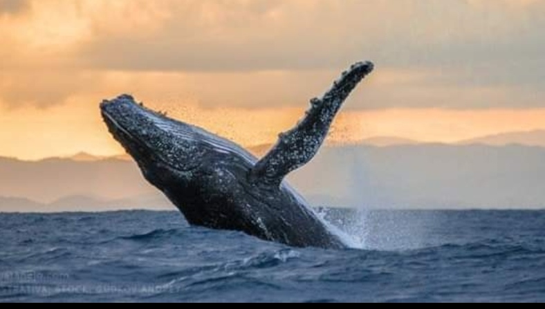 Avalan en Costa Grande dos nuevas zonas de observación de ballenas