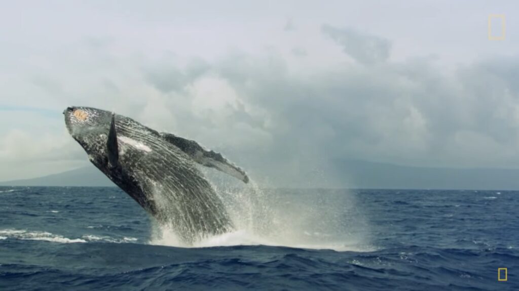 Buscarán la certificación en Puerto Vicente Guerrero para temporada de ballenas