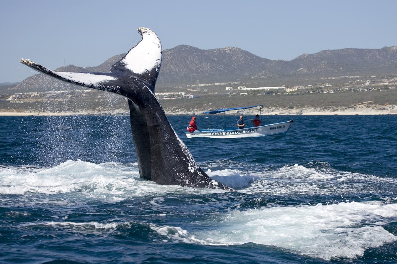 Turisteros se actualizan para iniciar recorridos en busca de ballenas