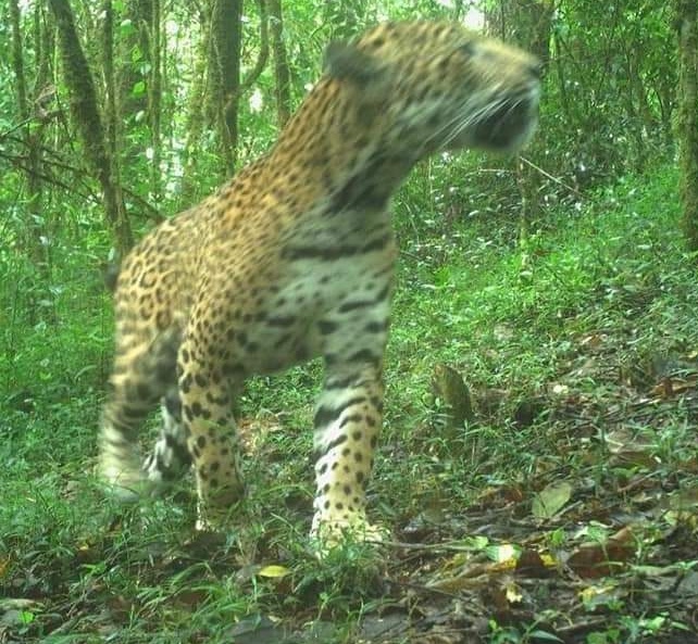 Avistan jaguar en sierra de Tecpan