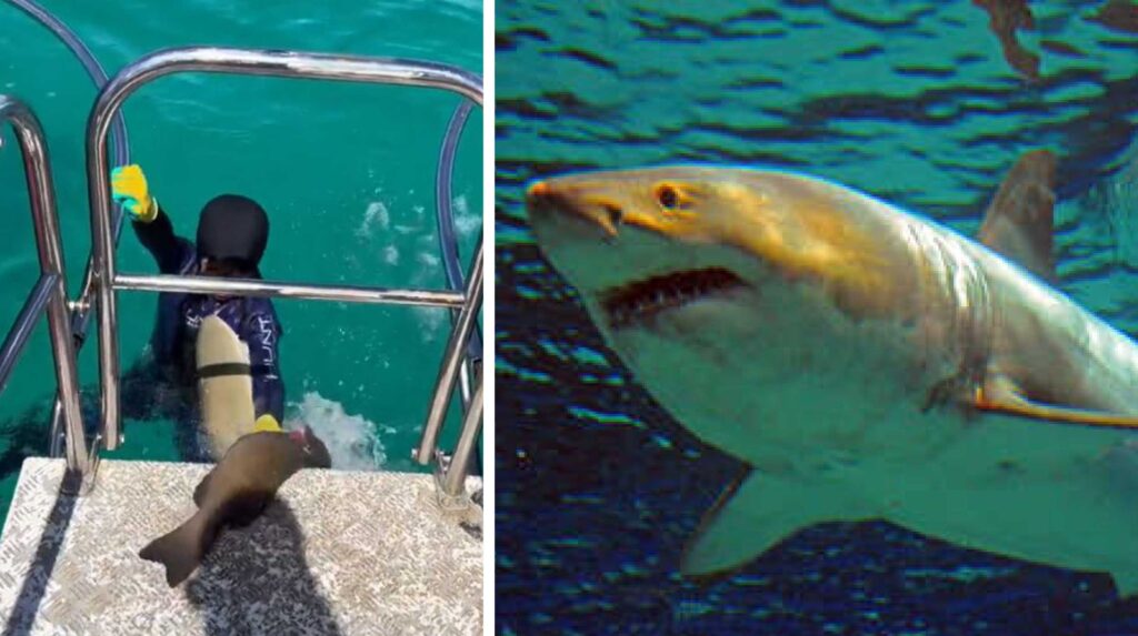 Tiburón ataca a niño de 8 años en Australia