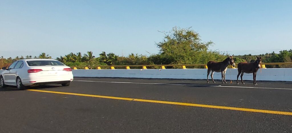 PIDEN SANCIONAR A DUEÑOS POR ACCIDENTE PROVOCADOS POR ANIMALES SUELTO