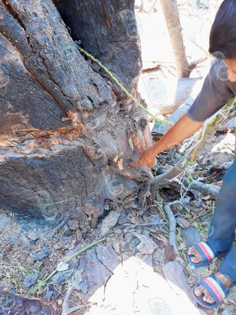 Talan árbol en Atoyac por riesgo a transeúntes