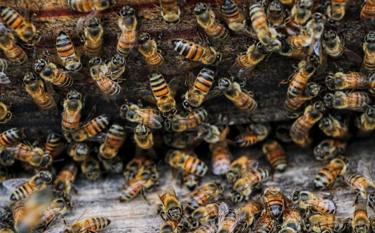 Muere hombre por ataque de abejas en Michoacán