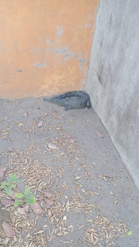 Rescatan cocodrilo en Barra de Potosí