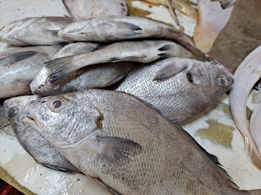 Reportan poca venta de pescado en mercado en Tecpan