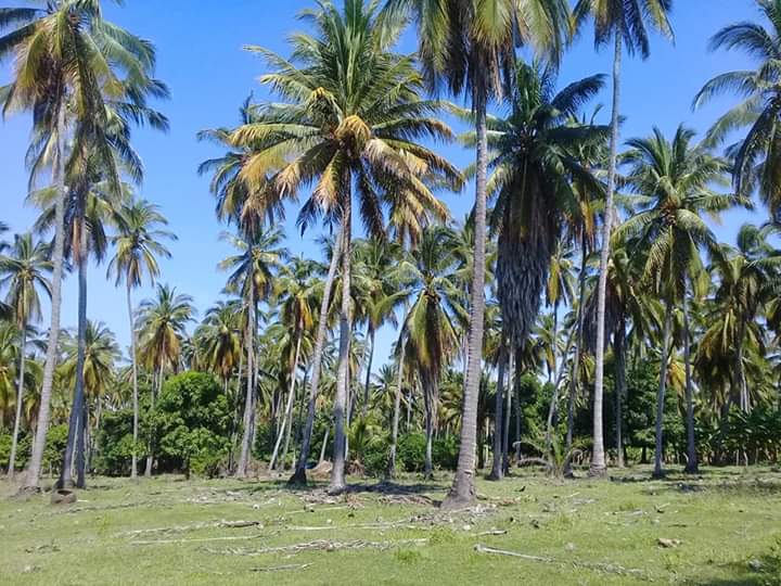 En crisis 20 mil productores de coco en Tecpan