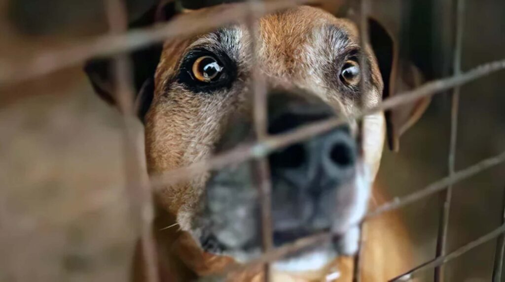 CDMX: Supuesto refugio para animales en realidad vendía carne de perro a taquerías
