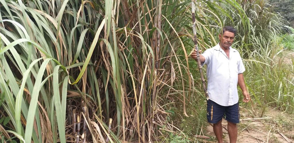 Desaparece actividad de la caña de azucar en comunidades de Tecpan y Atoyac