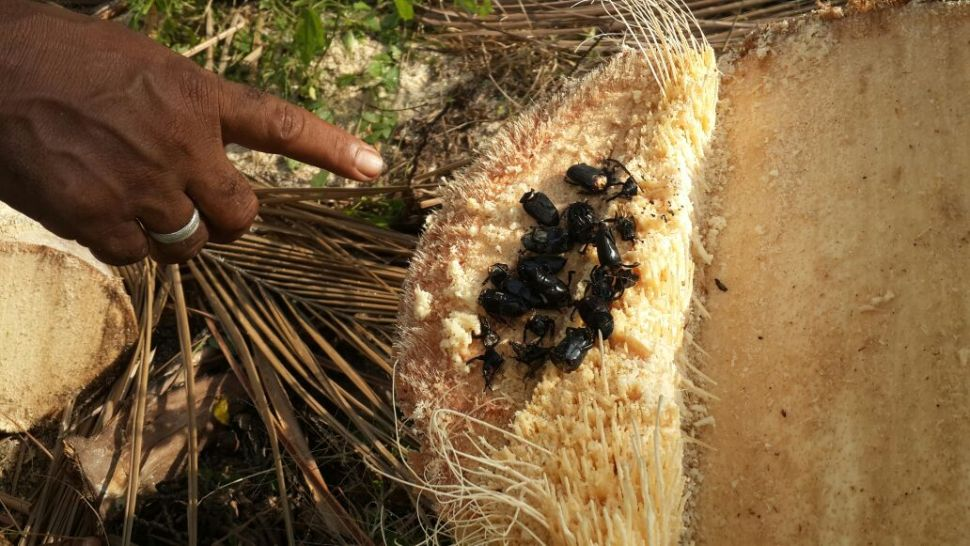 Mayate negro afecta a mas de 50 hectaras de cocotero en tecpan