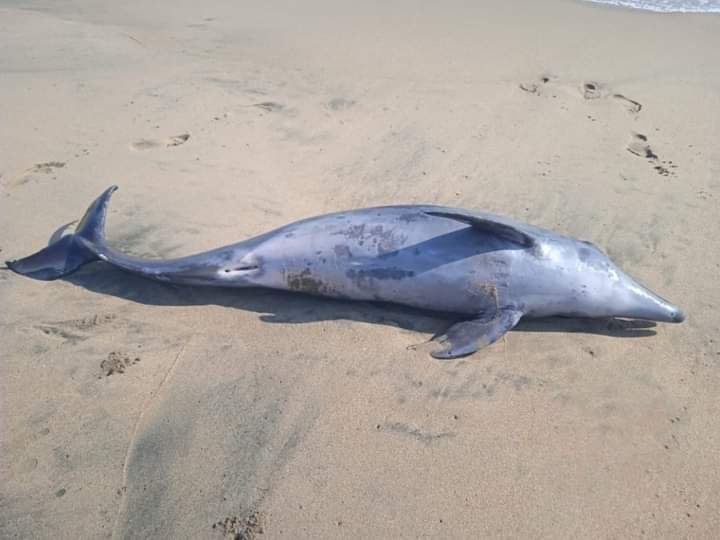 Hallan delfín muerto en Tecpan