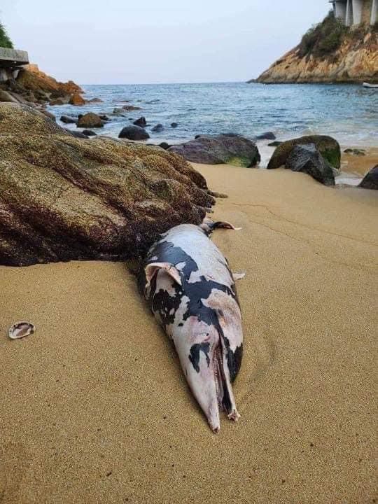 En Acapulco… Encuentran a un delfín en estado de descomposición en Playa La Angosta