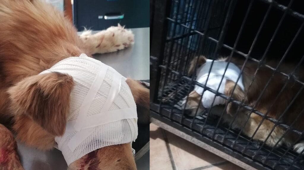 Le sacan los ojos a perrito “Zeus”; piden apoyo para cirugía en Oaxaca