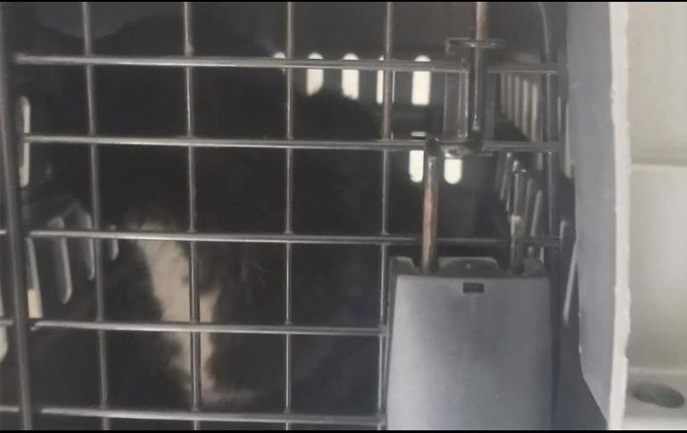 Gatito se atora en la tubería de un edificio y policías lo rescatan en la CDMX