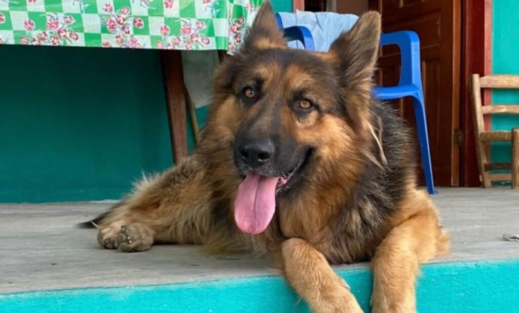 Frente a dos menores, un sujeto mató de 3 balazos a un perro, en Ometepec