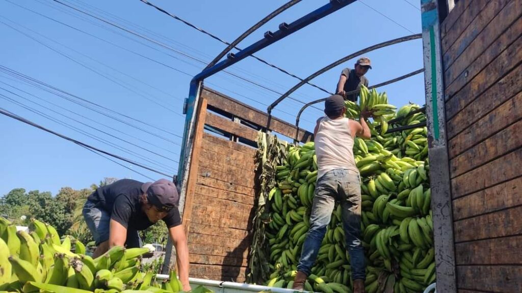 Tecpan, primer lugar en producción de plátano