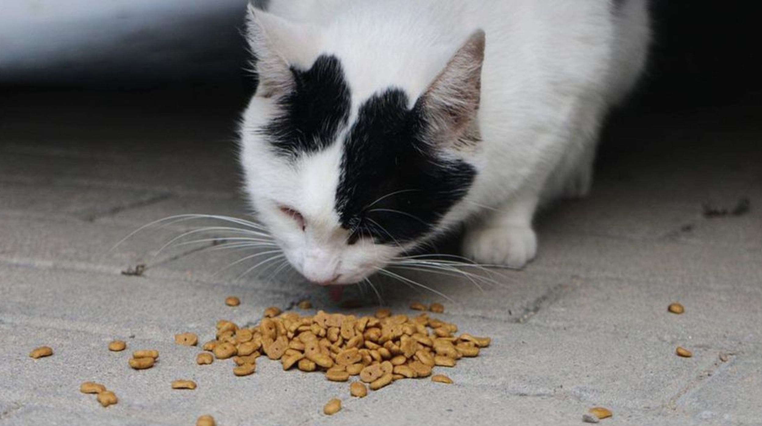 Mujer alimentaba a su hijo con comida para gato en Morelos