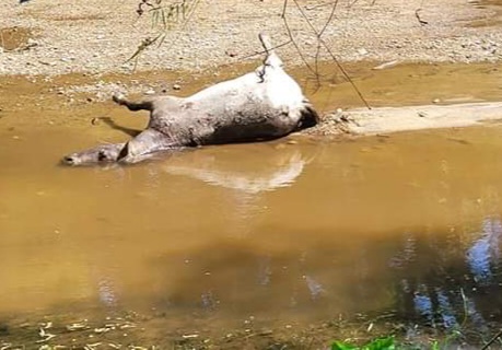 Piden que ganaderos se hagan responsables de sus animales