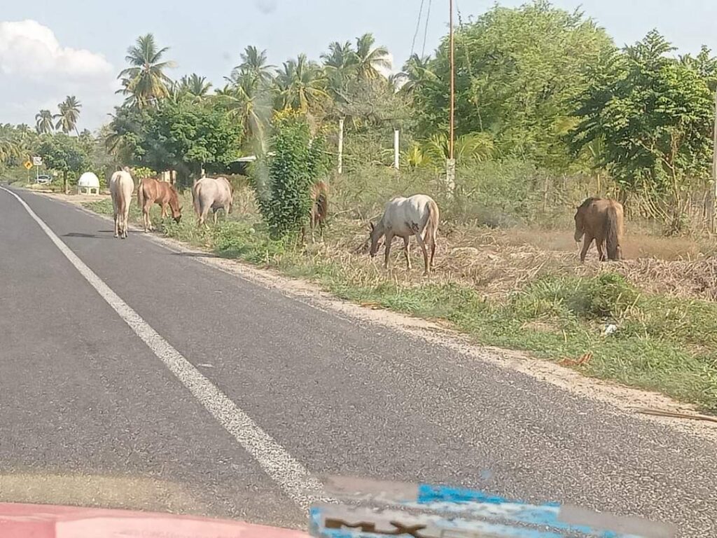 Se quejan de ganado que deambula en en la carretera federal Acapulco-Zihuatanejo