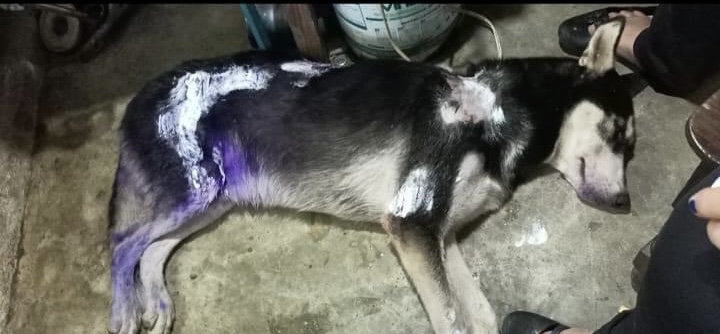 Vecino arroja aceite hirviendo a perro Husky en Zihuatanejo