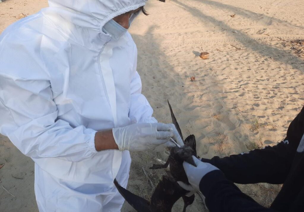 Científicos investigan mortandad de aves marinas