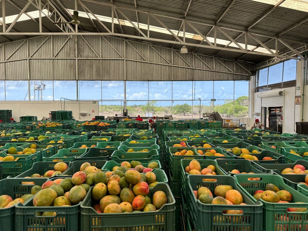 Es insuficiente la producción de mango para abastecer el mercado local