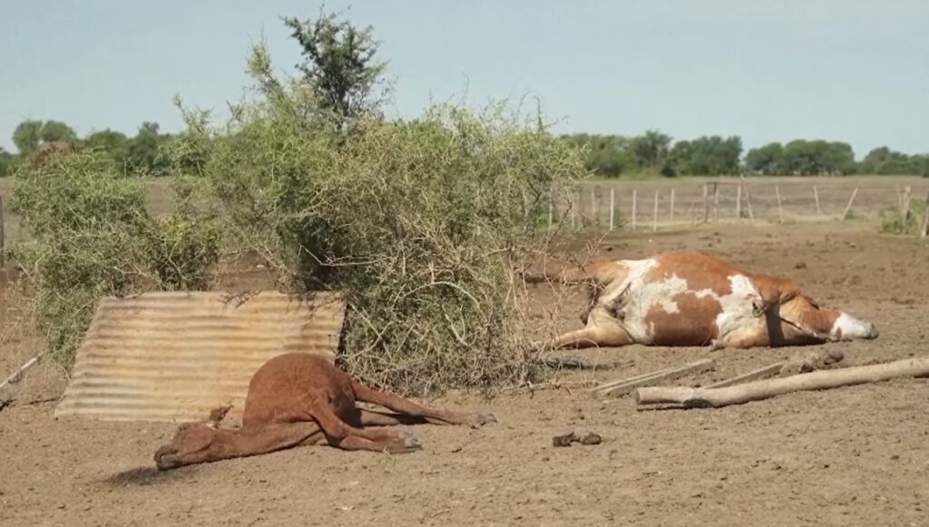 Por la sequía extrema ya se registra la mortandad de vacunos