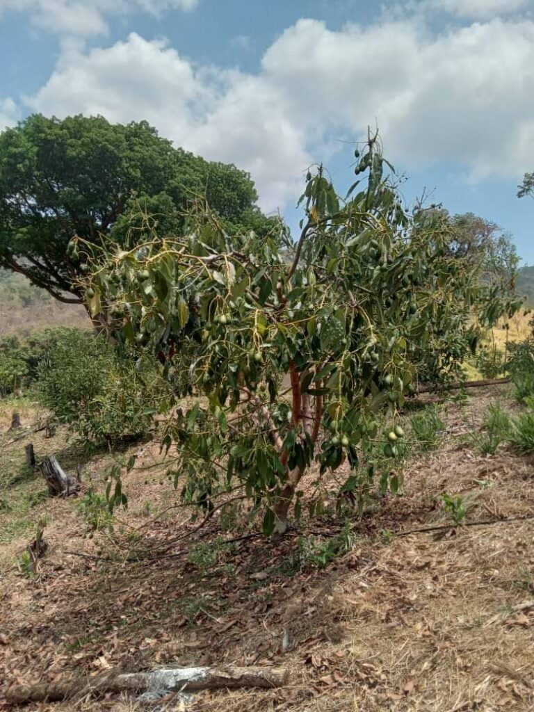 Aguacateros de Atoyac formarán una AC