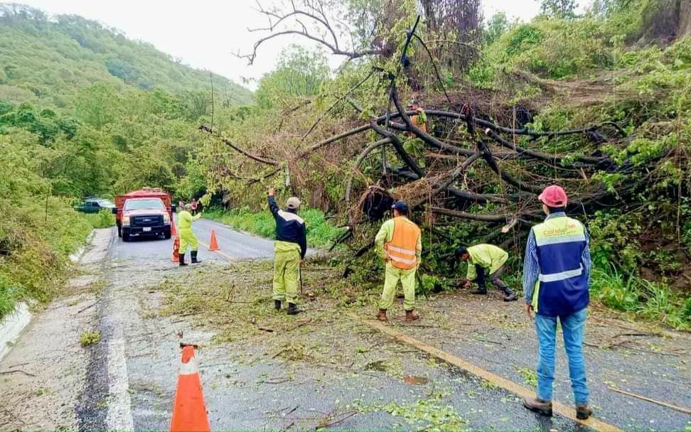 Cae un árbol por las fuertes lluvias en el Rincón de las Parotas