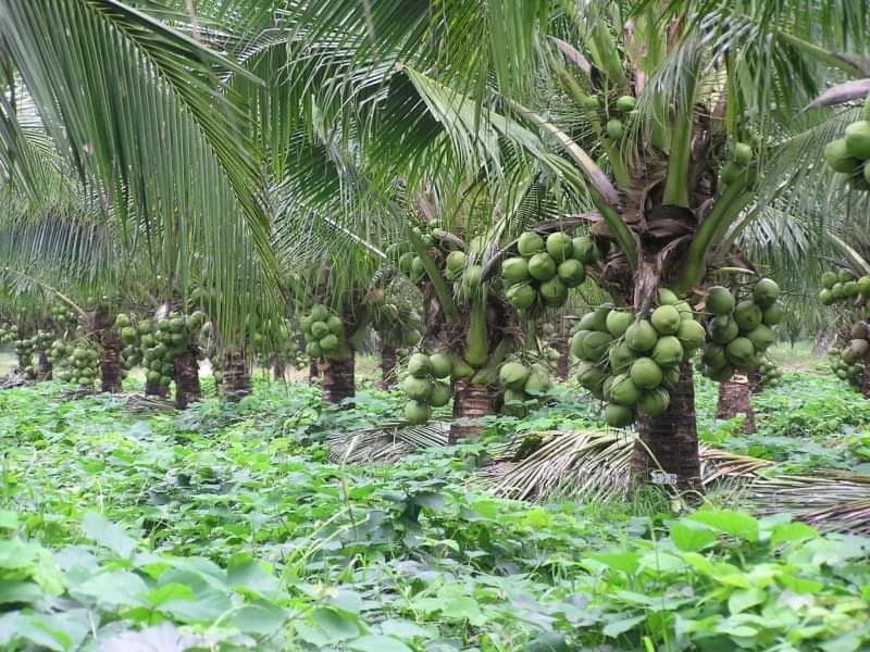 Logran palmera enana de Brasil en Tecpan