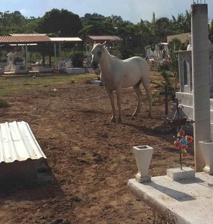 Animales invaden panteón en Tecpan