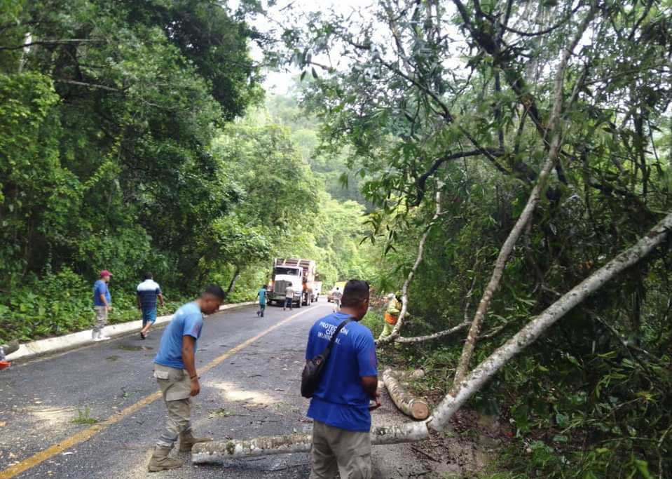 Lluvias provocan la caída de un árbol en Atoyac