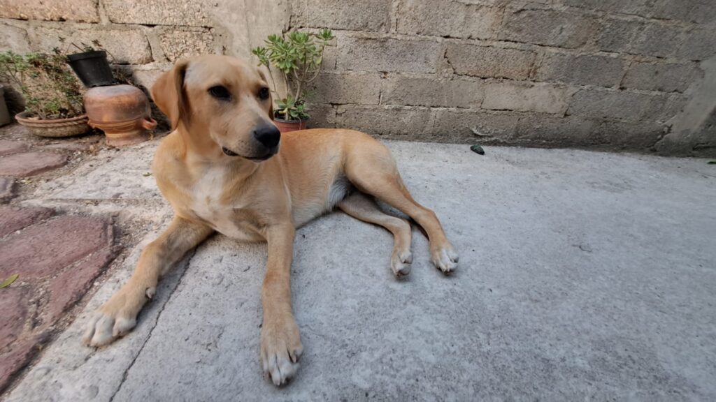 Ahora envenenan a “Lía”, una perrita, en la colonia Villas Colibrí, en Chilpancingo
