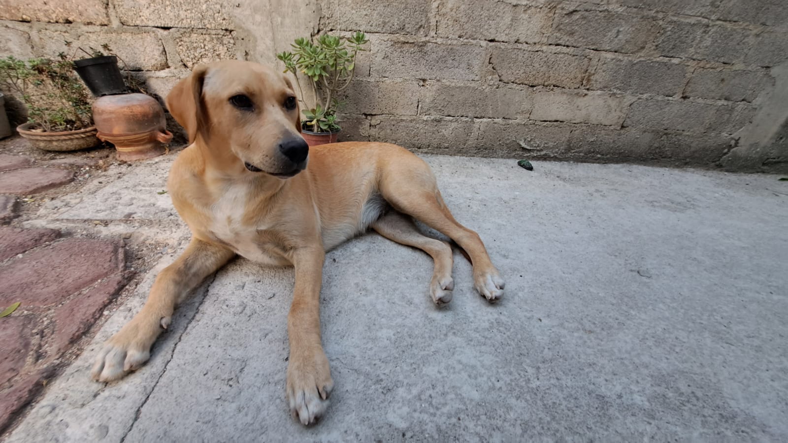 Ahora envenenan a “Lía”, una perrita, en la colonia Villas Colibrí, en Chilpancingo
