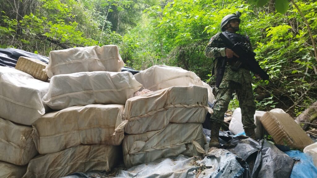 En la Sierra de Tecpan… Aseguran efectivos del Ejército 2.7 toneladas de marihuana