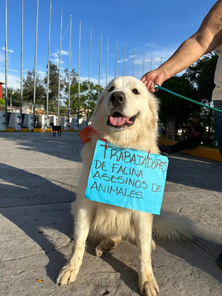 Denuncian que personal de una escuela de la UAGro se dedica a matar perros