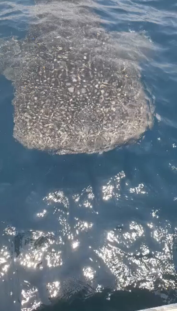 Tiburón ballena sorprende a pescadores en litorales de Petatlán