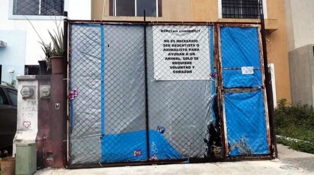 Macabra escena en Cancún: 23 perros sin vida y 5 desnutridos encontrados en una vivienda