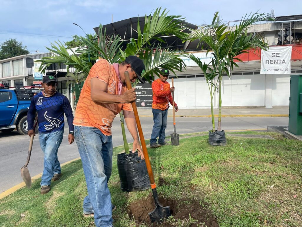 Servicios Públicos siembra palmas en diferentes puntos de la ciudad