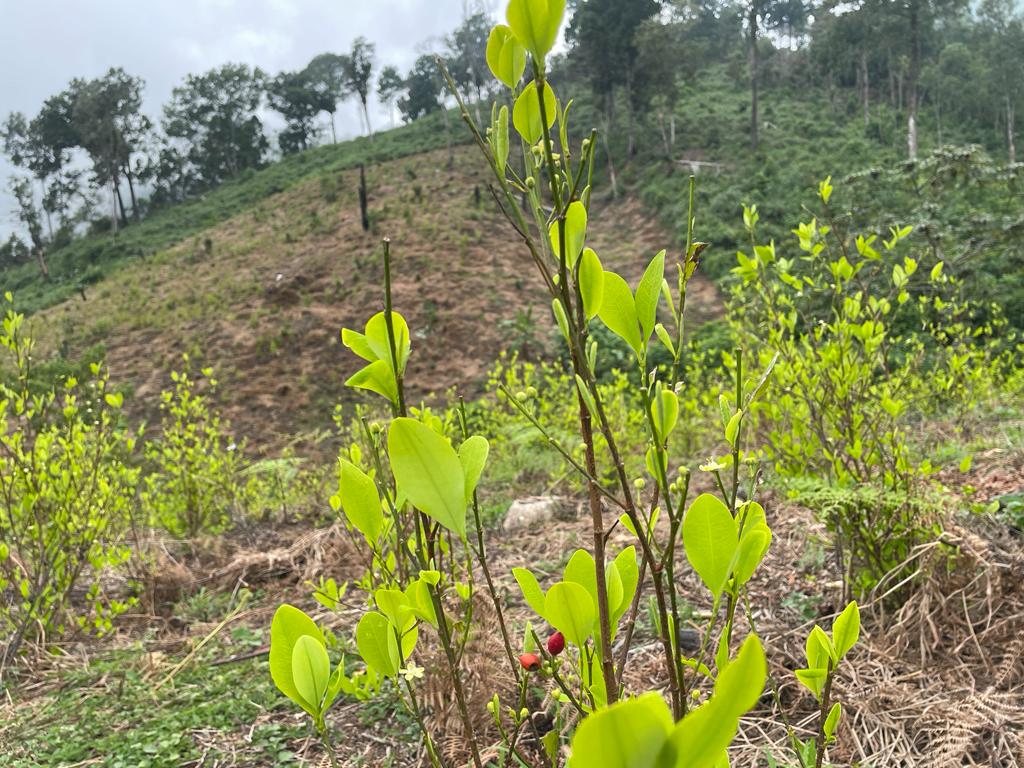 Aumentó en un 30% la siembra de la hoja de coca en Guerrero