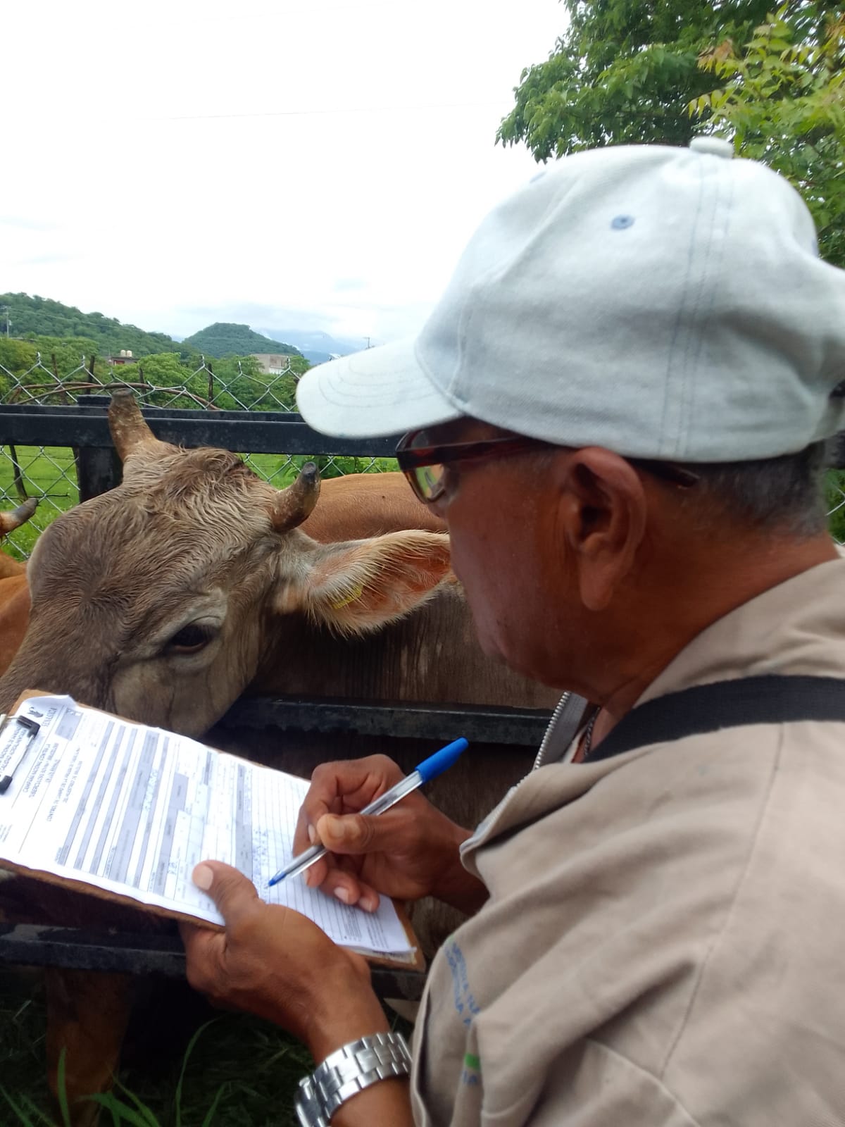 Inicia en Cutzamala de Pinzón campaña contra la tuberculosis bovina