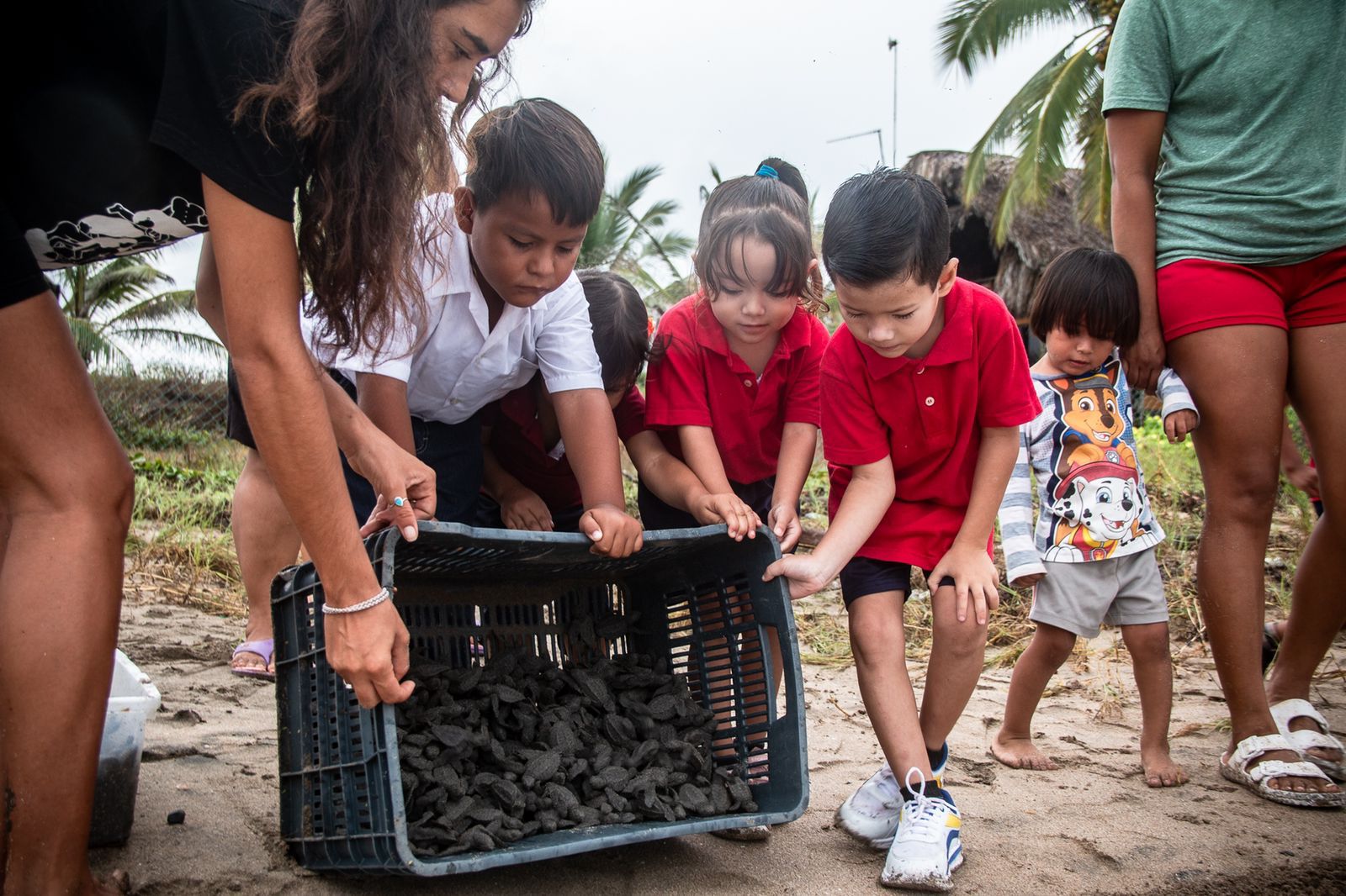 Campamento Majahua en Troncones realiza acciones en pro de la conservación de la tortuga marina
